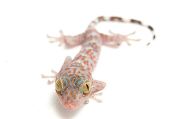 Tokay Gecko (Gekko gecko) isolated on white background.