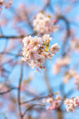 桜桜