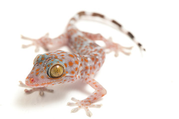 Tokay Gecko (Gekko gecko) isolated on white background.