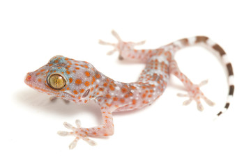 Tokay Gecko (Gekko gecko) isolated on white background.