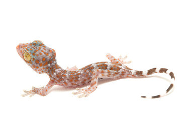 Tokay Gecko (Gekko gecko) isolated on white background.