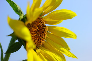Sunflower field in india