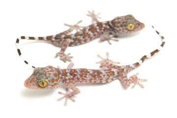 Tokay Gecko (Gekko gecko) isolated on white background.