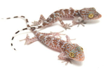 Tokay Gecko (Gekko gecko) isolated on white background.