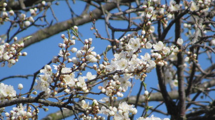 flowering tree in spring. tree with white flowers on branches.