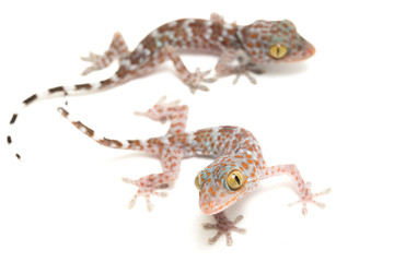 Tokay Gecko (Gekko gecko) isolated on white background.