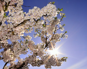 Cherry Blossom and a sunburst