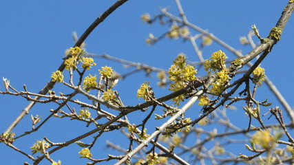 flowering tree in spring. tree with yellow flowers on branches.