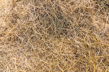 Dry straw surface. Reeds background and texture.