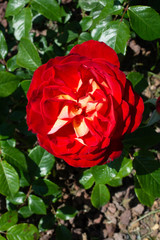 Fototapety na wymiar - Fototapeta24.pl