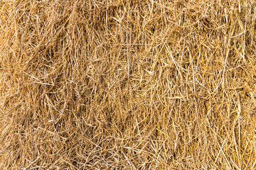 Dry straw surface. Reeds background and texture.
