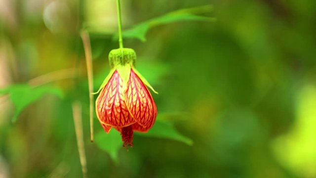 Chinese lantern footage also known as Redvein Abutilon, Red Vein Indian Mallow, Redvein Flowering Maple. Close up macro.