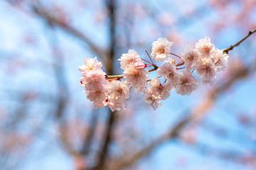 桜桜