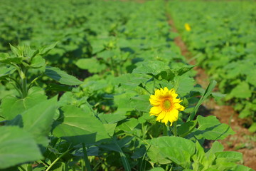 Sunflower field in india