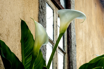 calla lilie flower in front door © Guaraciaba