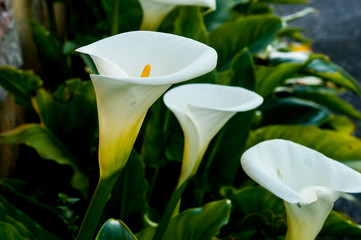 close up of a calla lilie flower bush © Guaraciaba