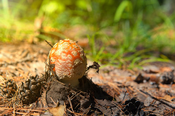 Amanita in the forest. The photo was taken in a natural forest. poisonous mushrooms. Autumn forest