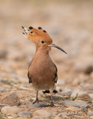  Eurasian hoopoe Closeup