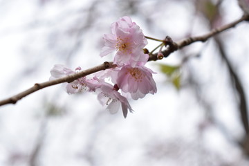 Flor de sakura