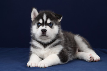 Cute little siberian husky puppy lying on a blue background