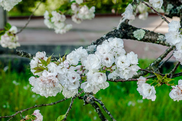 beautiful white flowers on a branch