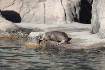 sea lion in the zoo