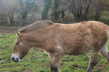 Fototapeta premium Animal salvaje
