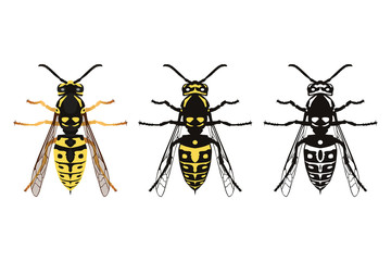 Wasp. The view from the top. Beautiful winged insect in cartoon style. Vector illustration isolated on a white background for design and web.
