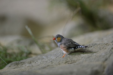 red headed blackbird