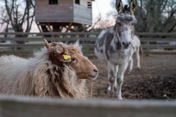 Fototapeta premium Mouton à poil long et âne
