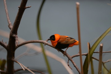 red backed shrike