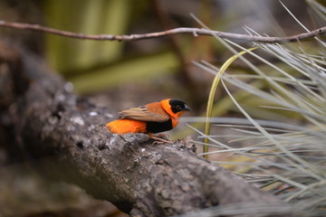 red winged blackbird