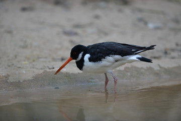 Bird on the lake 