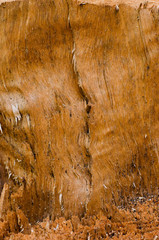 Grunge Texture of Brown Wood from Cutted Tree Trunk.