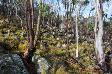 Winter at Mount Macedon, Victoria, Australia