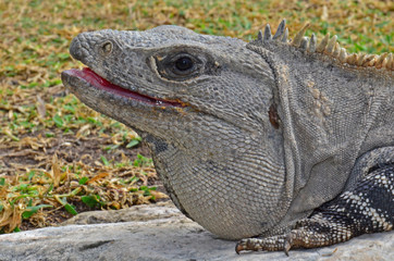 iguana