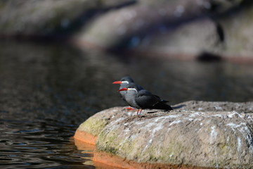 black winged blackbird