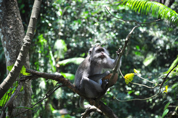 モンキーフォレストの猿