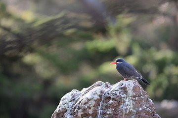 red winged blackbird