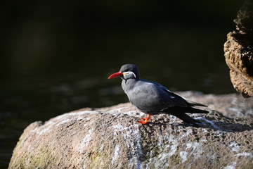 red winged blackbird