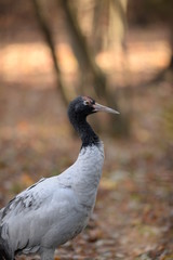 grey heron in the park