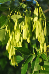 Ash tree (Fraxinus) green fresh seeds, natural organic background, close up macro detail