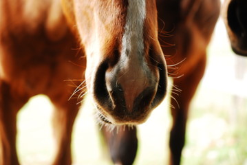 Naklejka premium horse detail