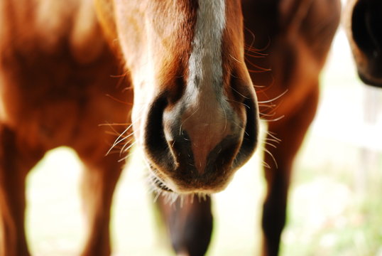 horse detail