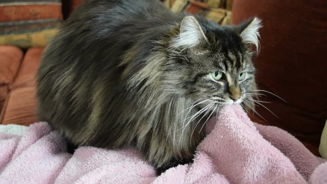 cat sucking blanket 