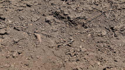 Trockenheit, zu trockene Erde im Frühling
