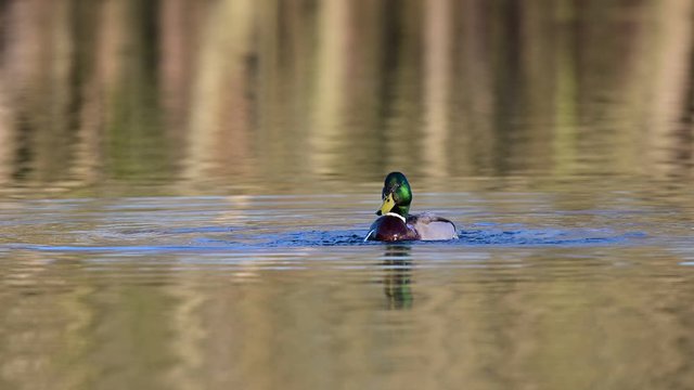Mallard male have a bath on the lake at morning, spring,  (anas platyrhynchos), germany