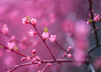 spring multicolored flowers on a blurry background