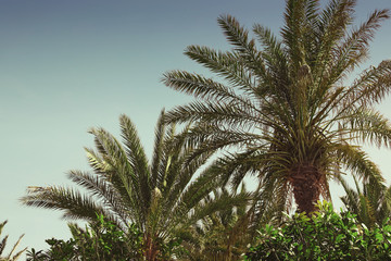 Fototapeta na wymiar Tropical palm trees with beautiful leaves outdoors