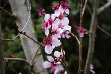 Blossoming magnolia tree in the Polish summer